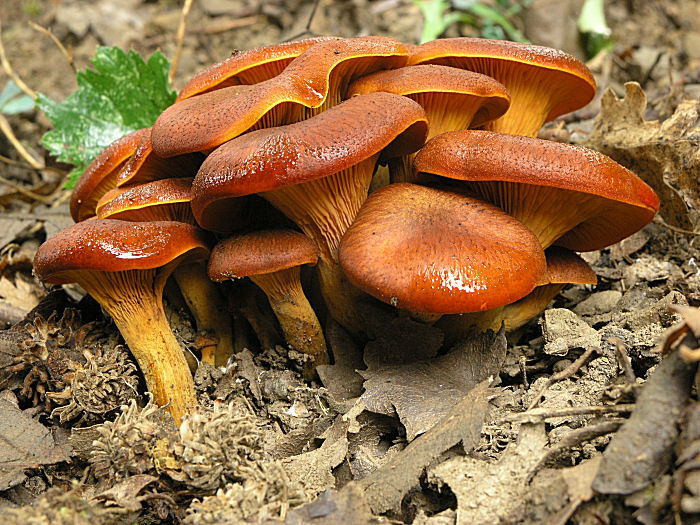 Omphalotus olearius 